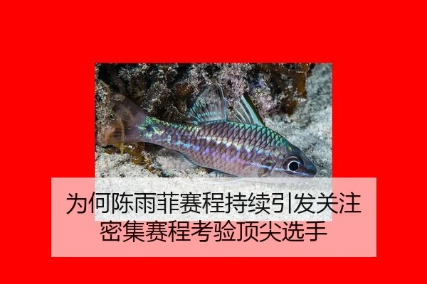 wei-he-chen-yu-fei-sai-cheng-chi-xu-yin-fa-guan-zhu-mi-ji-sai-cheng-kao-yan-ding-jian-xuan-shou-2-392.jpg